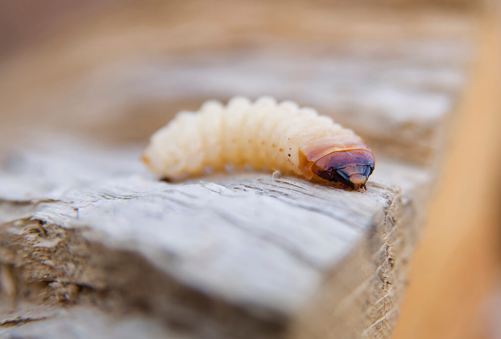 Маленький червяк на дереве. Маленький червяк ест дерево. Woodworm Beetle перевод.