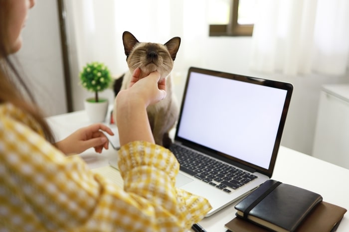 coronavirus-business-woman-working-from-home-with her cat
